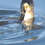Kormoran