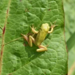 Laubfrosch