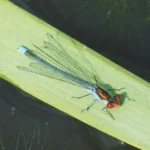 Libelle