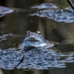 Moorfrosch