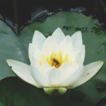 Seerose