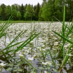 Wasserhahnenfuß