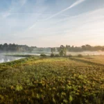 Gesömmerter Teich