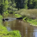 wilde Weide