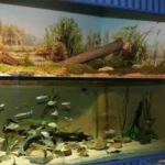 MuseumsQuartier Aquarium